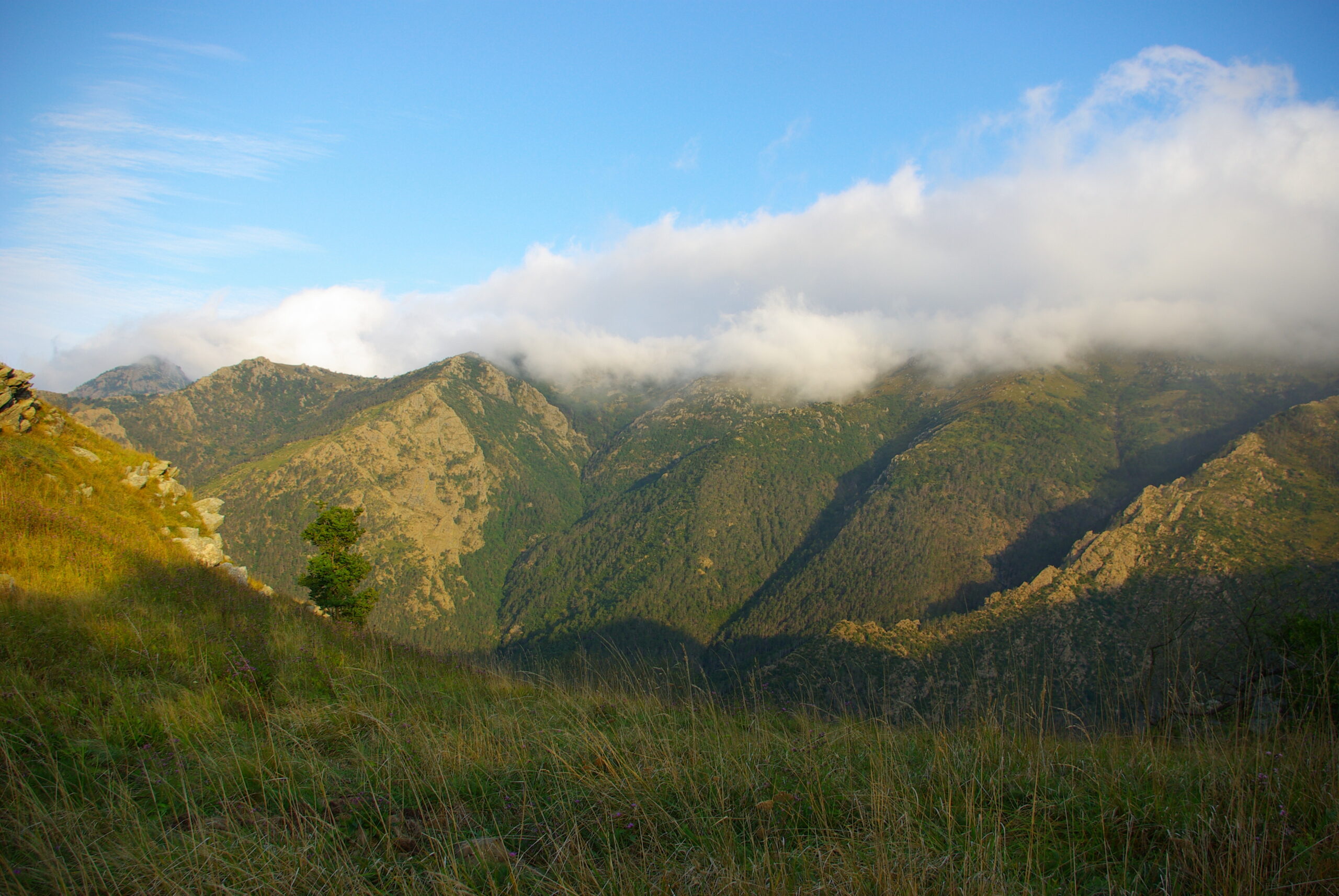 Croce Rossa Italiana - Comitato di Arenzano