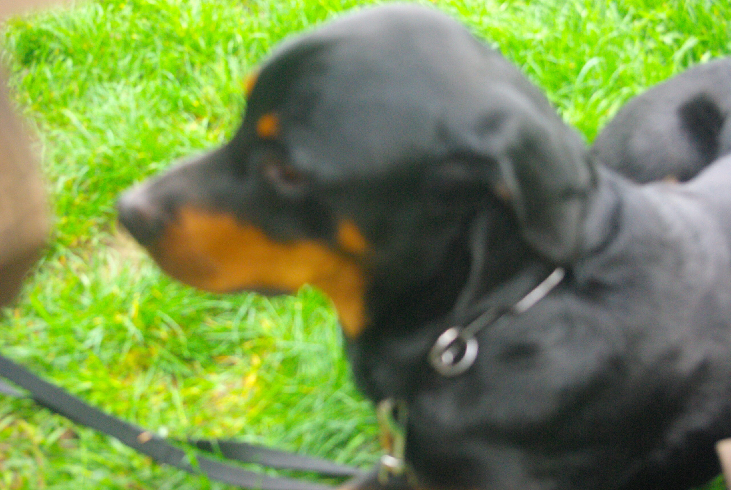 Croce Rossa Italiana - Comitato di Arenzano