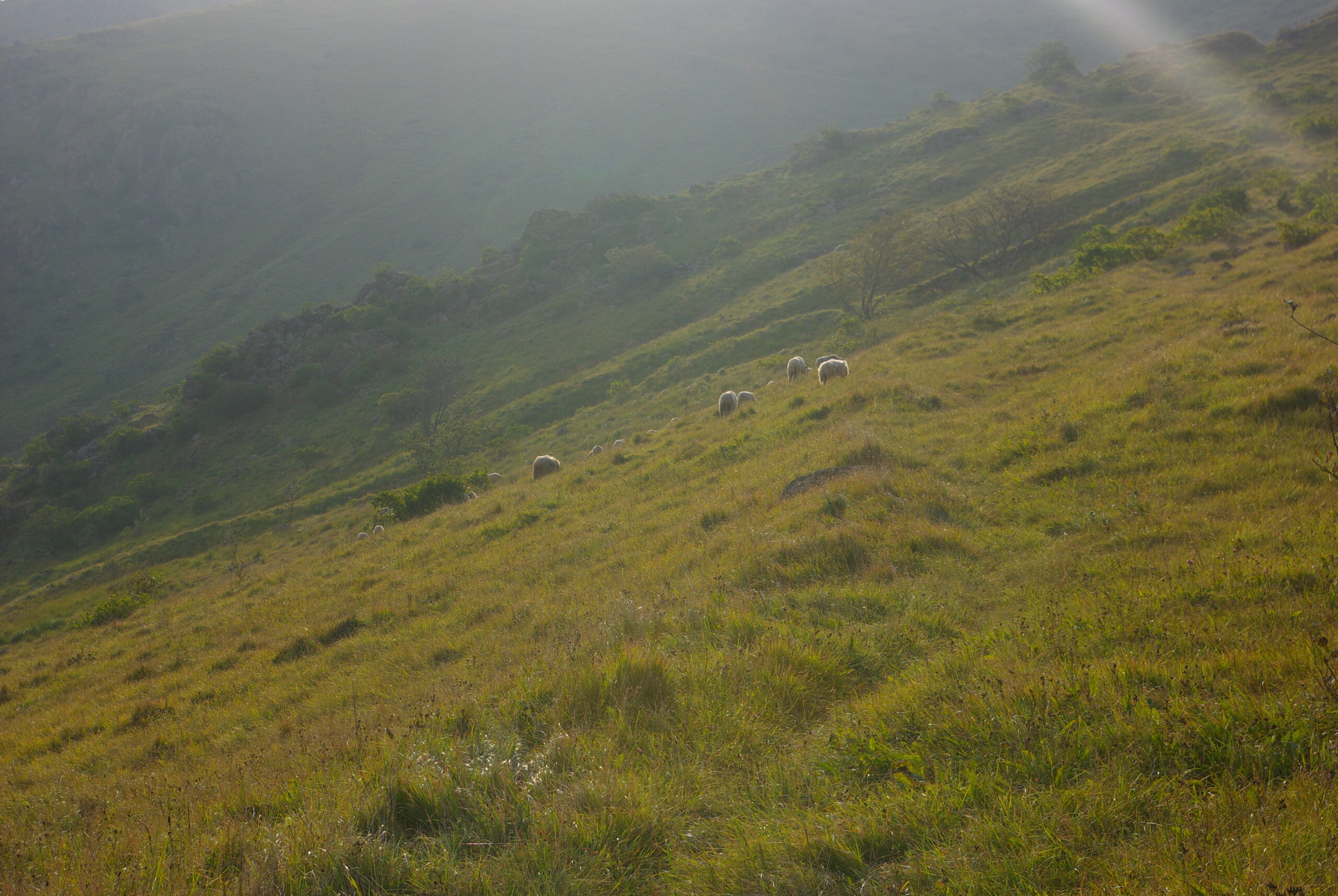 Croce Rossa Italiana - Comitato di Arenzano
