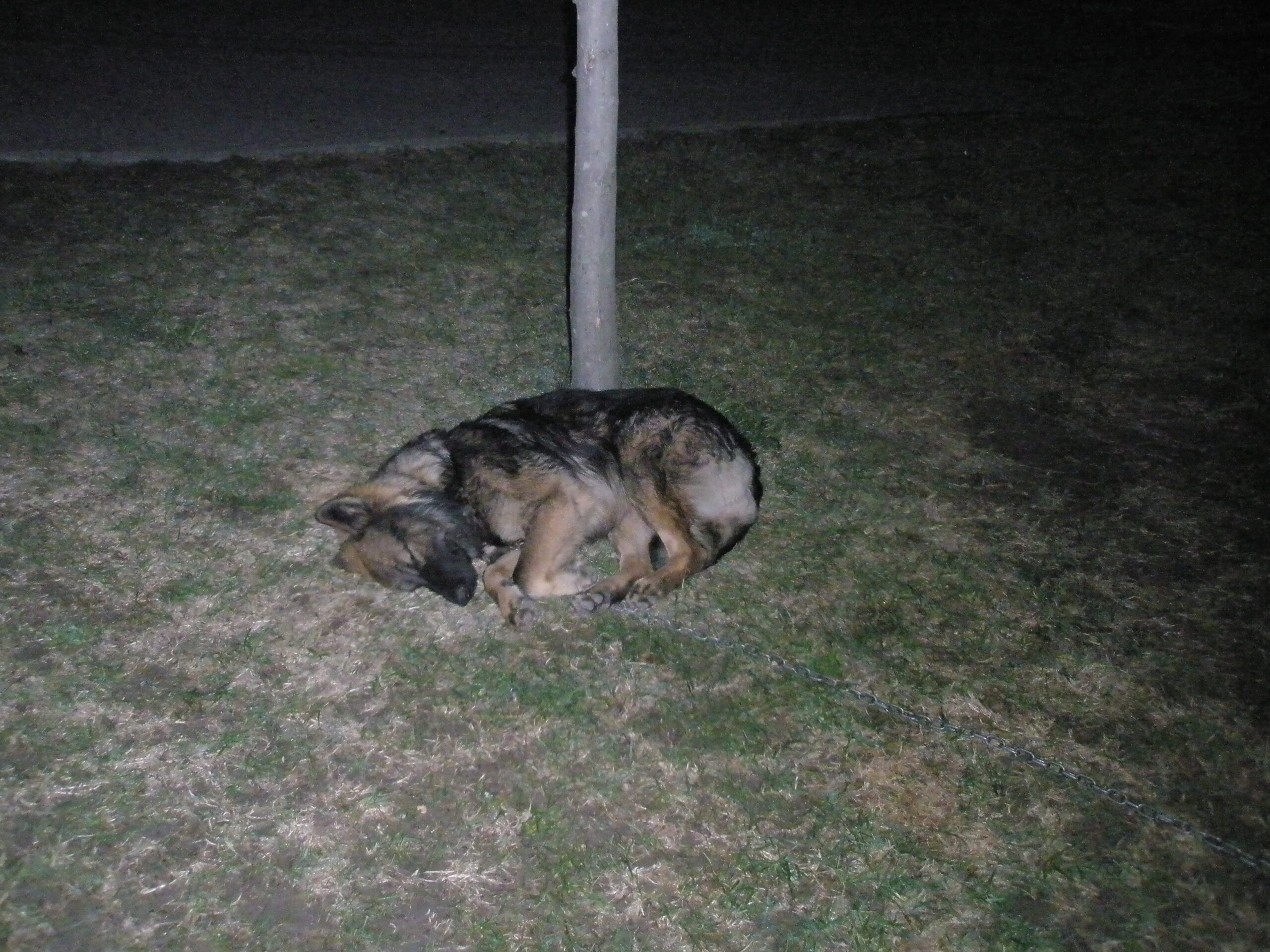 Croce Rossa Italiana - Comitato di Arenzano