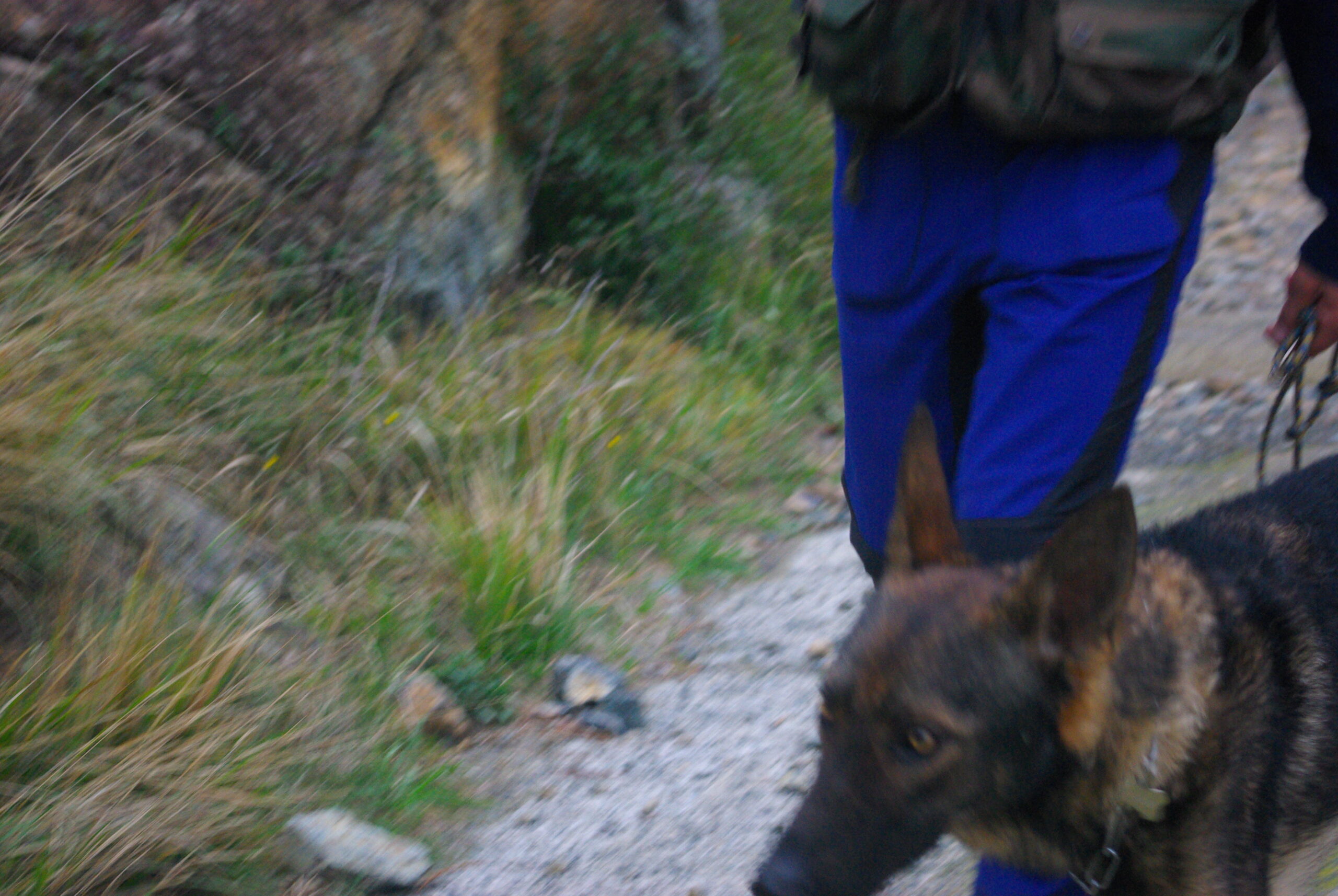 Croce Rossa Italiana - Comitato di Arenzano