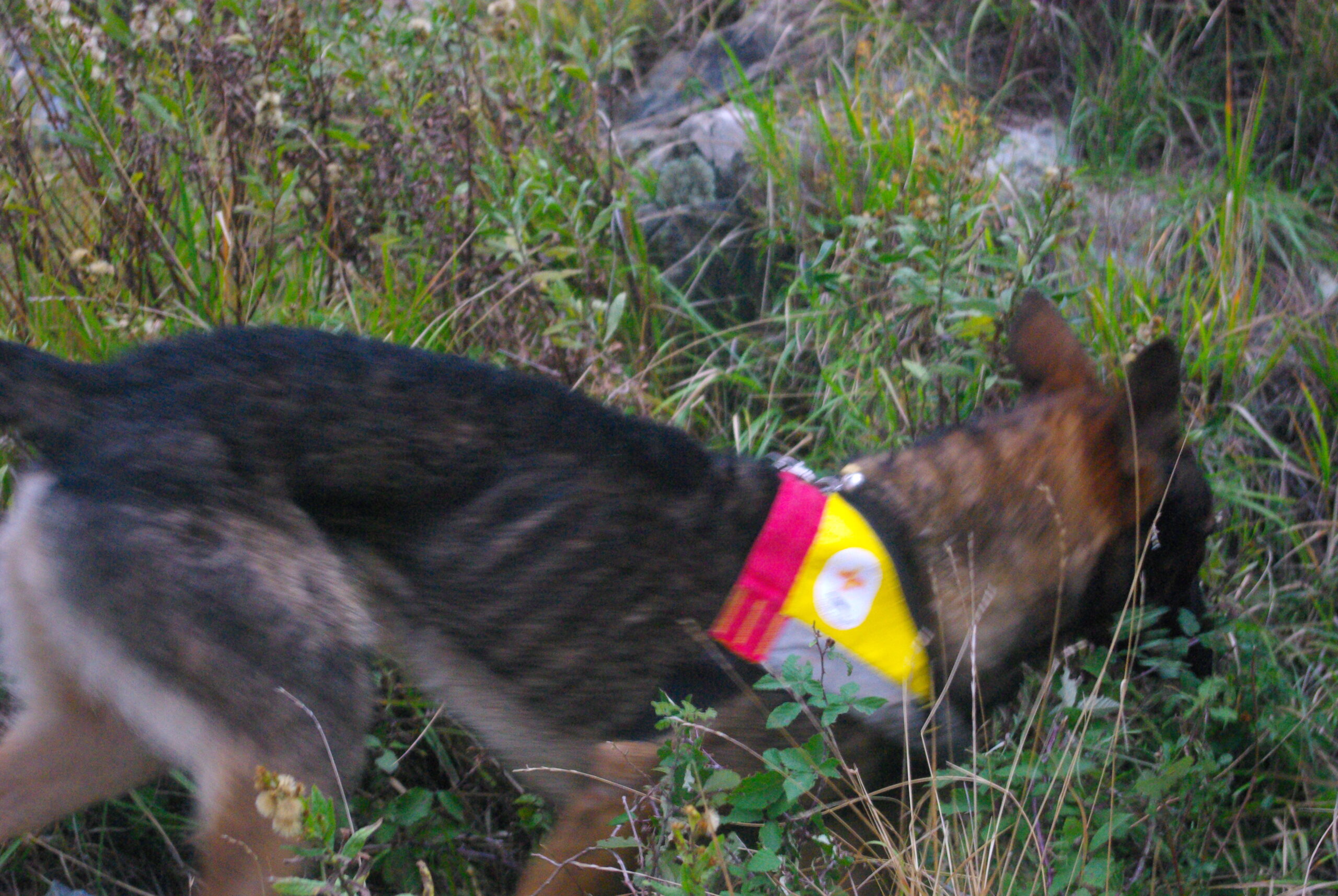 Croce Rossa Italiana - Comitato di Arenzano
