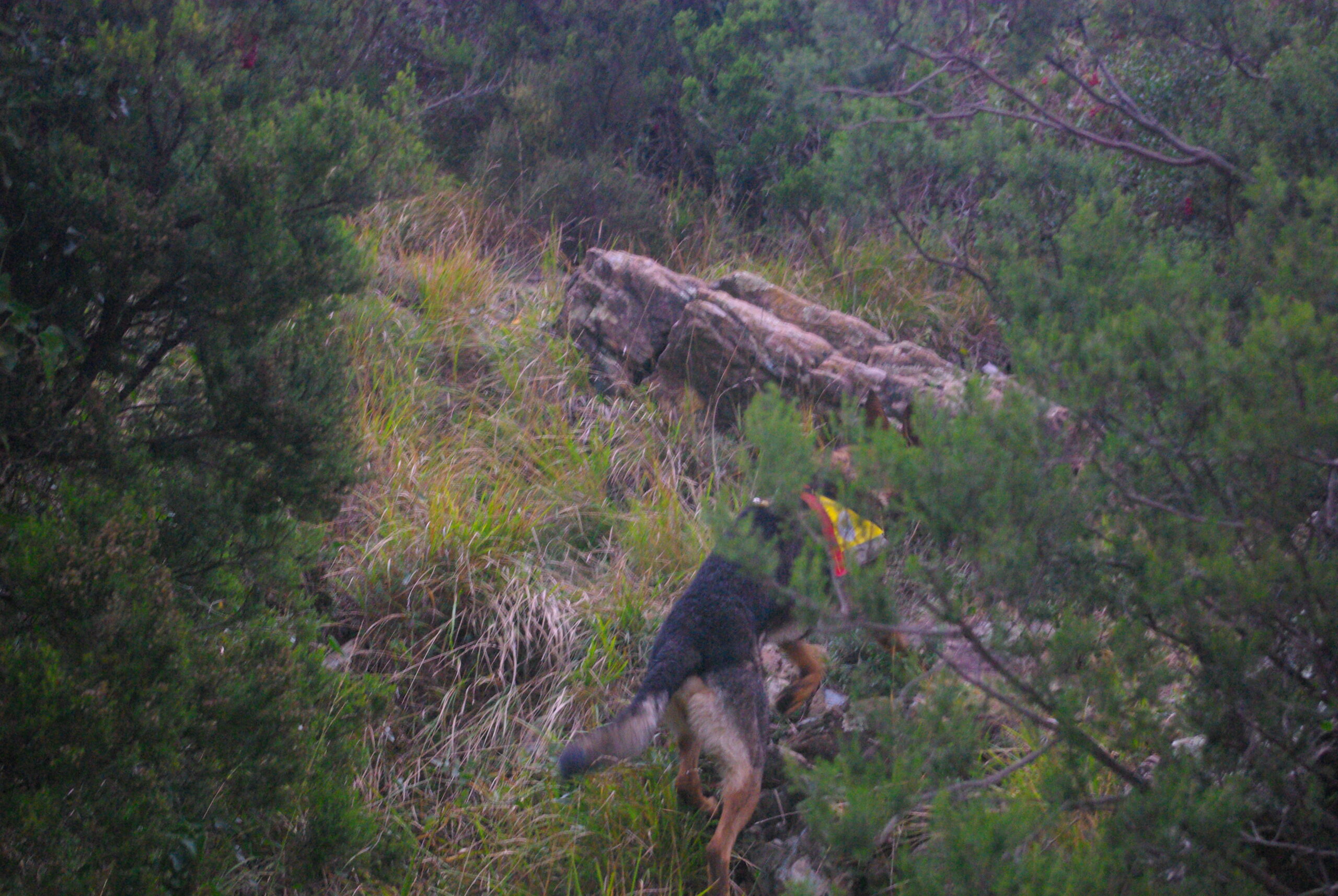 Croce Rossa Italiana - Comitato di Arenzano