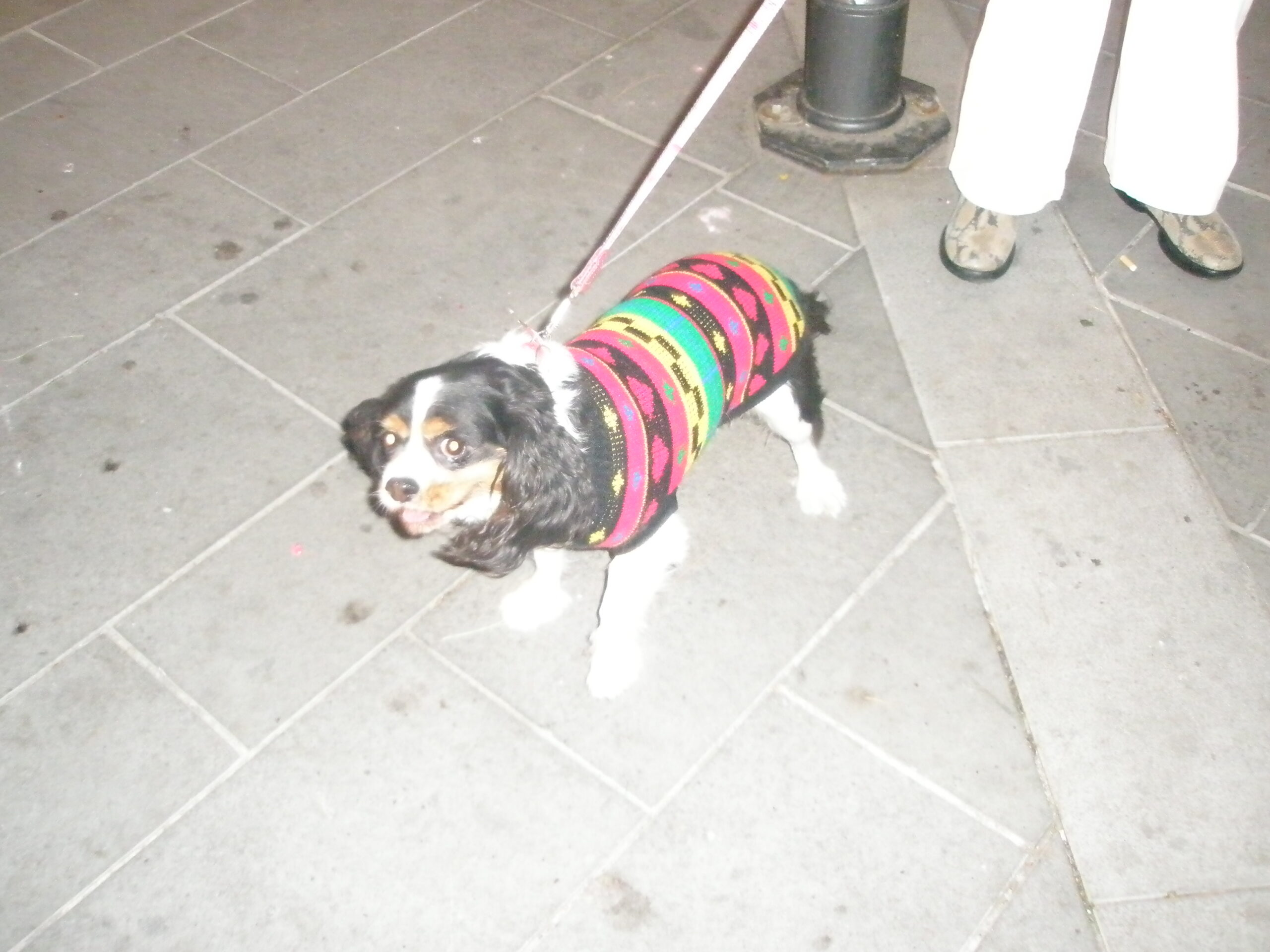 Croce Rossa Italiana - Comitato di Arenzano