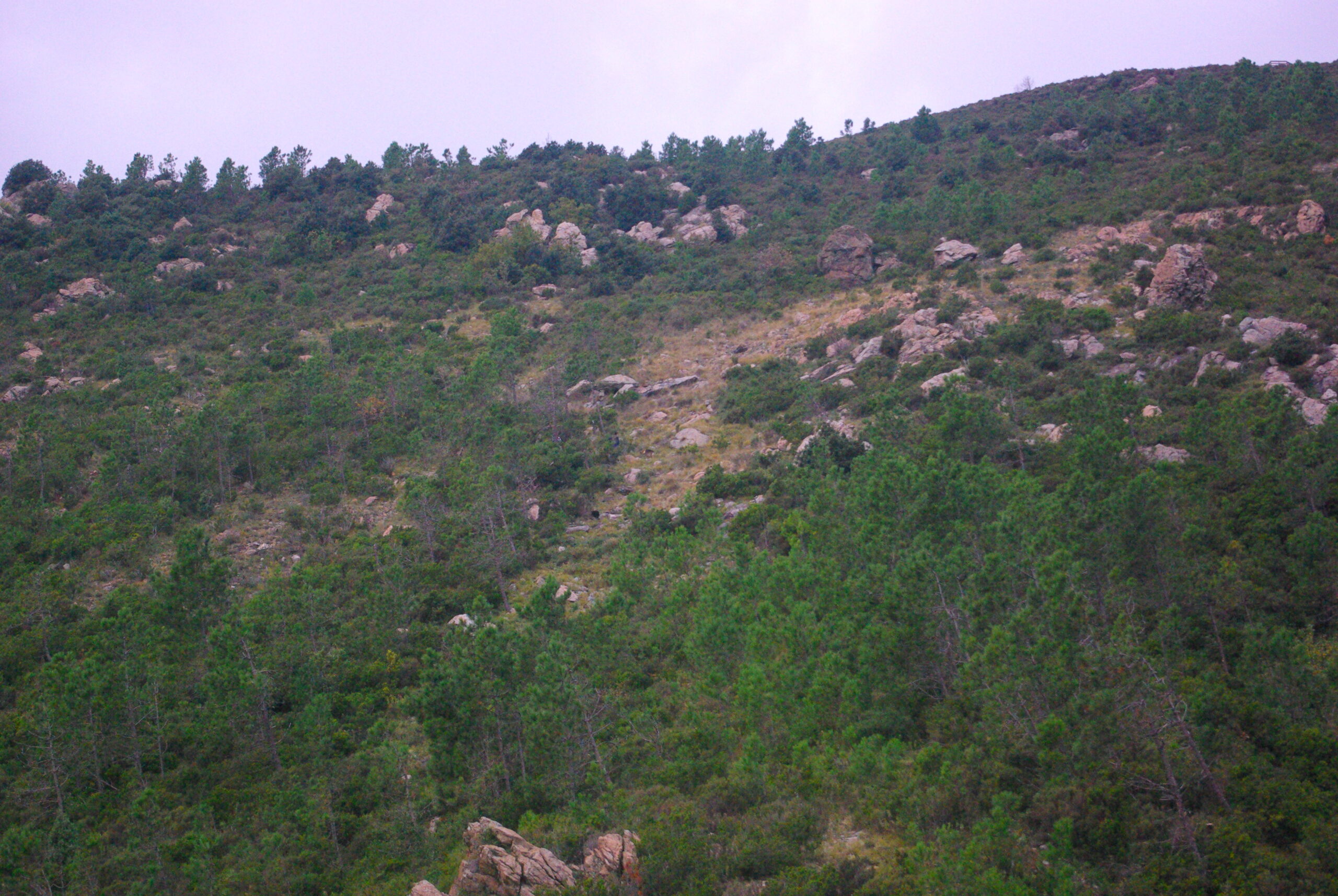 Croce Rossa Italiana - Comitato di Arenzano