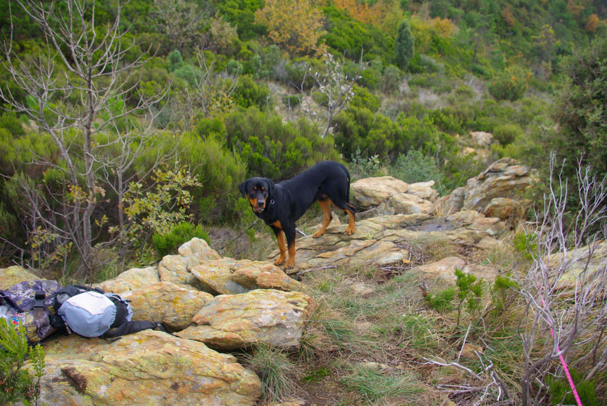Croce Rossa Italiana - Comitato di Arenzano
