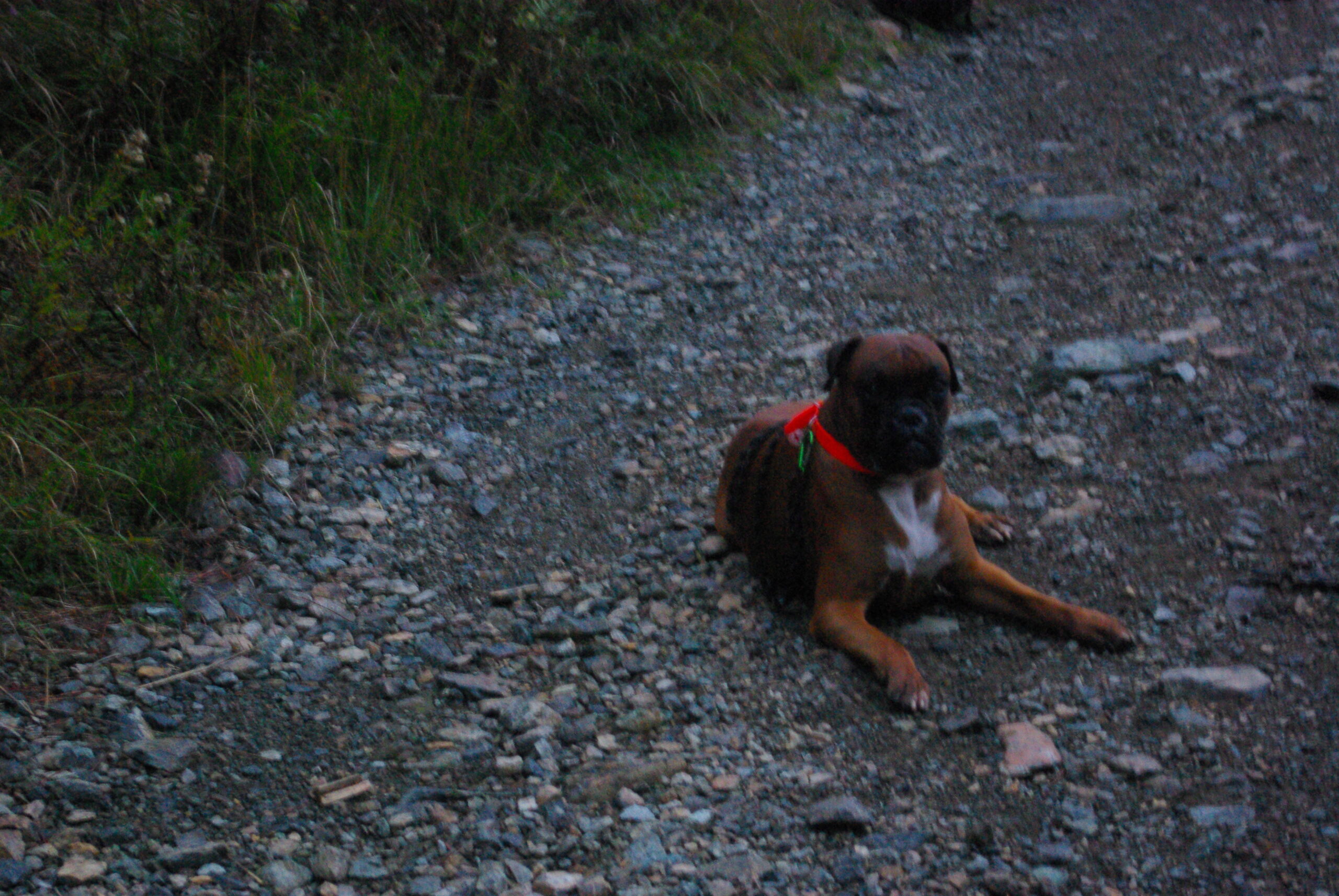 Croce Rossa Italiana - Comitato di Arenzano