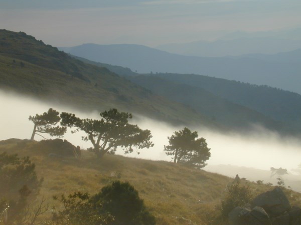 Croce Rossa Italiana - Comitato di Arenzano