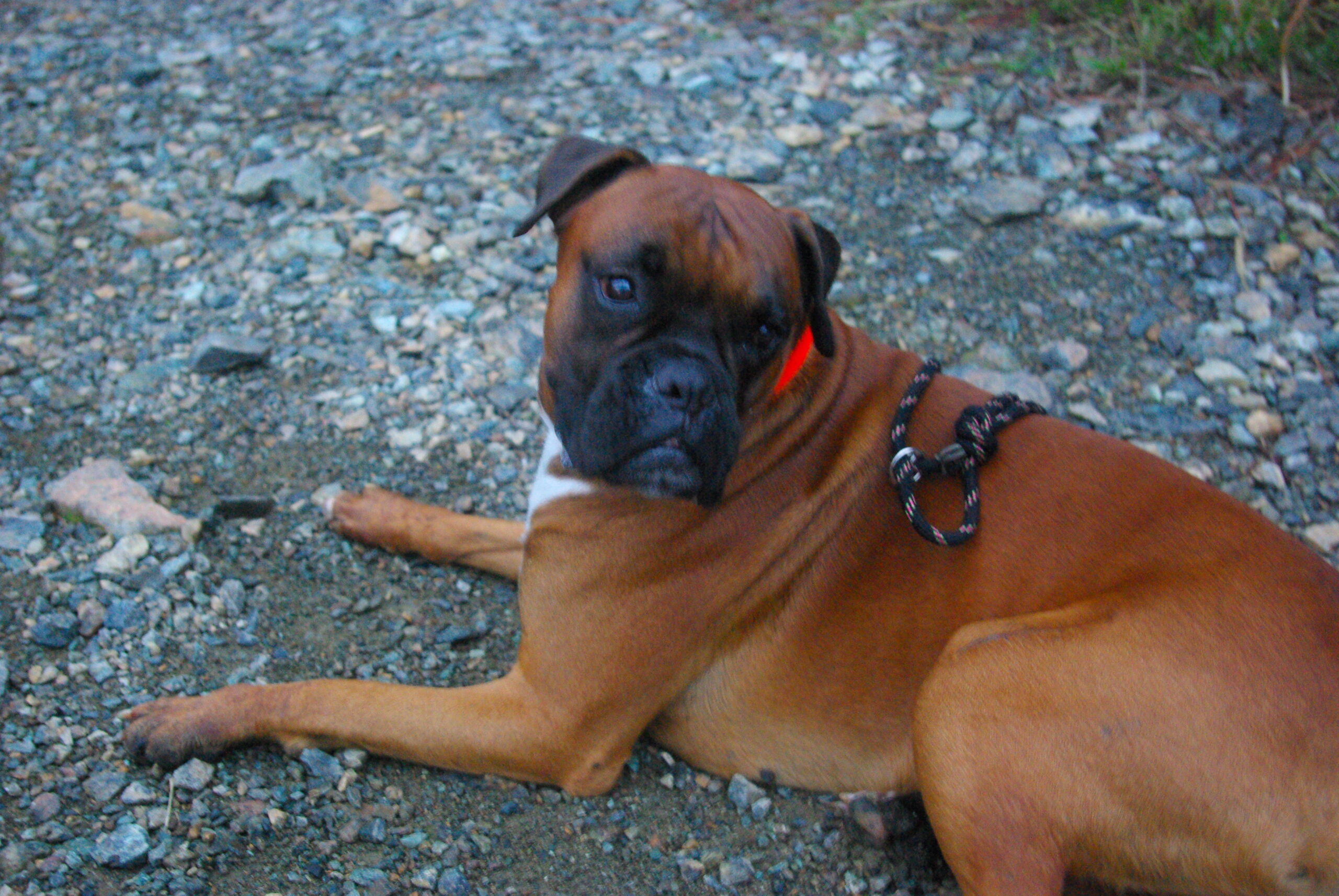 Croce Rossa Italiana - Comitato di Arenzano