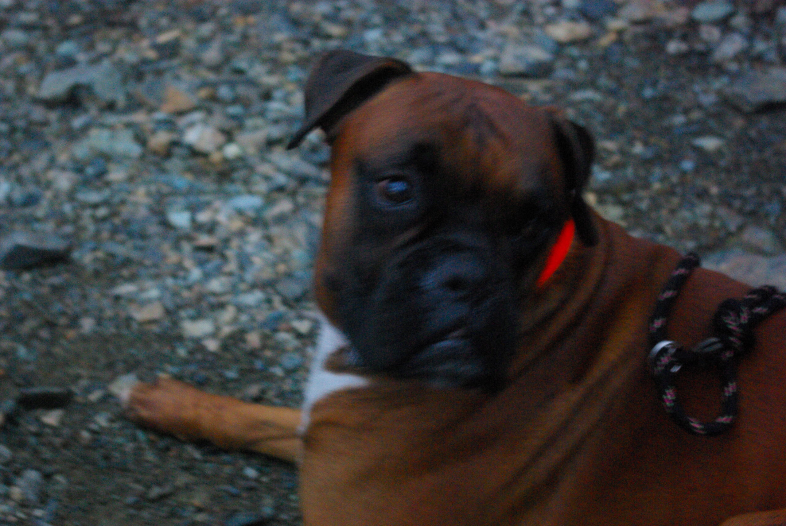 Croce Rossa Italiana - Comitato di Arenzano