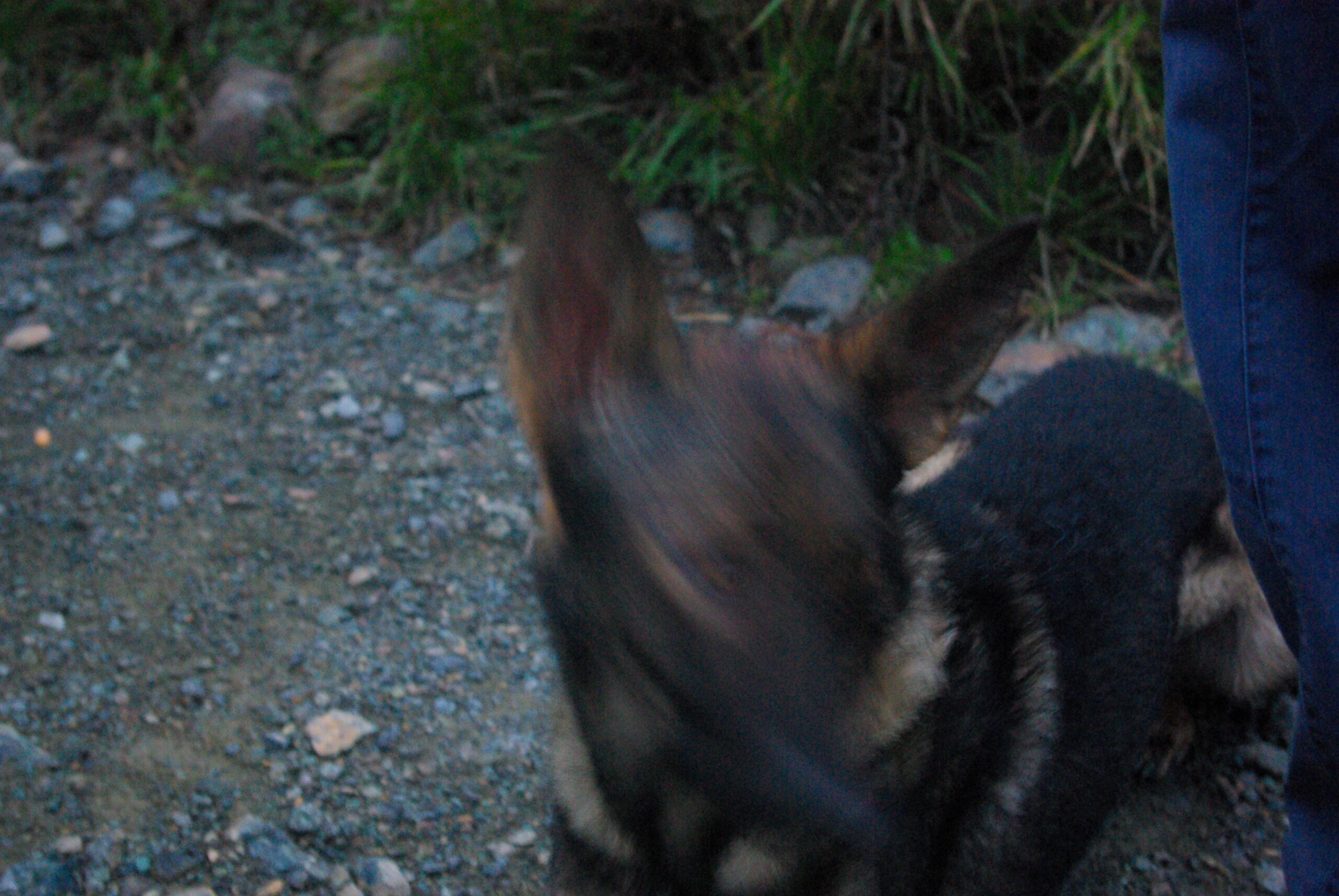 Croce Rossa Italiana - Comitato di Arenzano