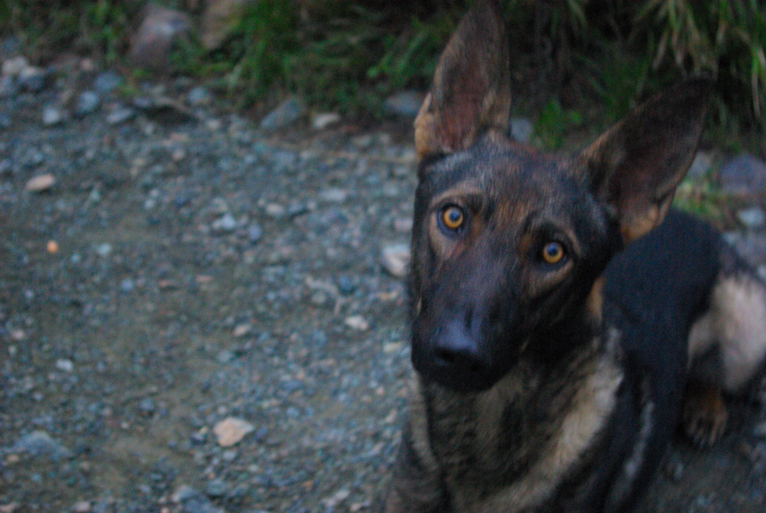Croce Rossa Italiana - Comitato di Arenzano