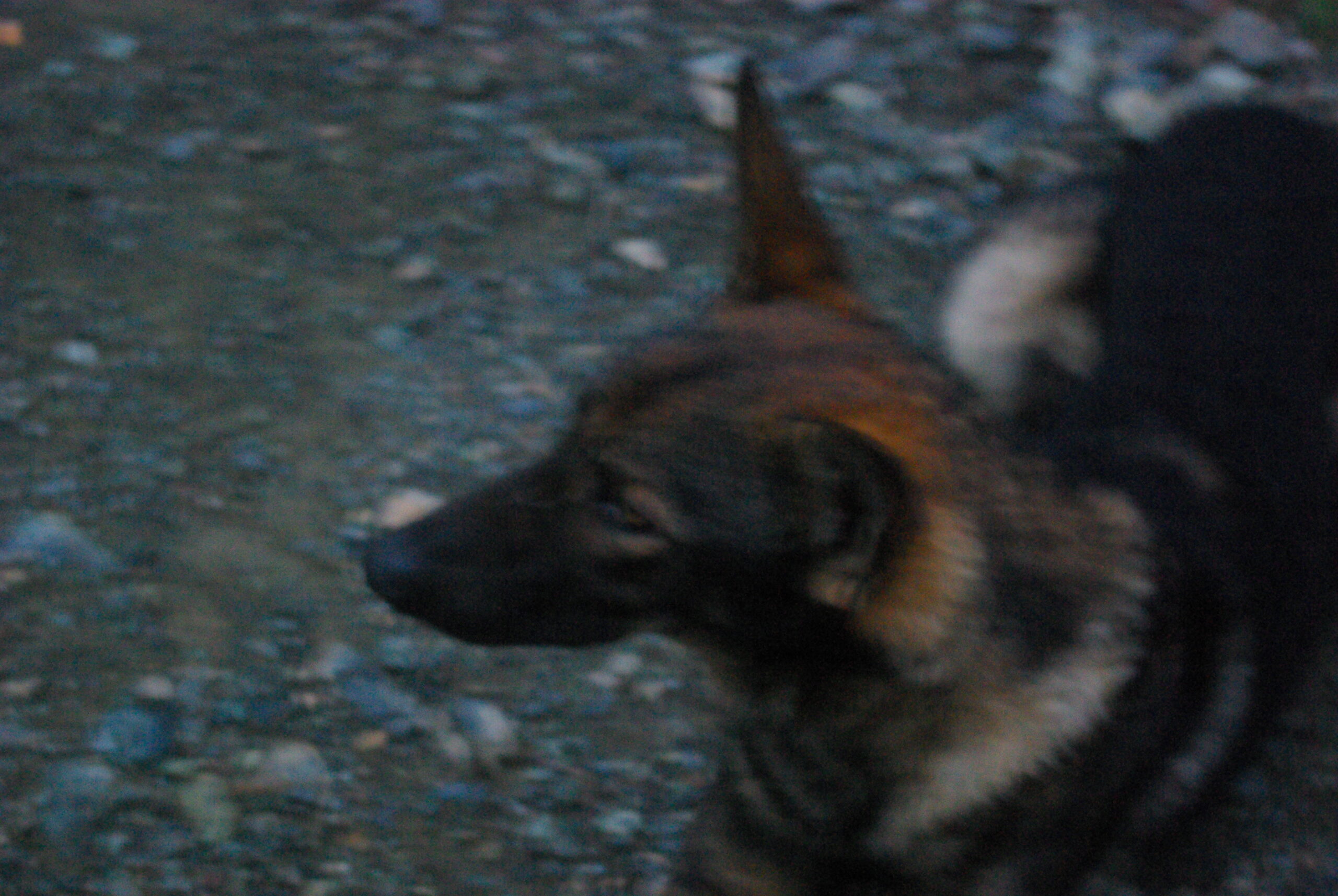 Croce Rossa Italiana - Comitato di Arenzano