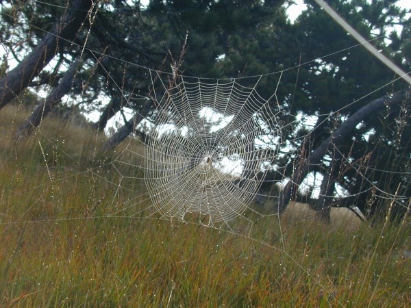 Croce Rossa Italiana - Comitato di Arenzano