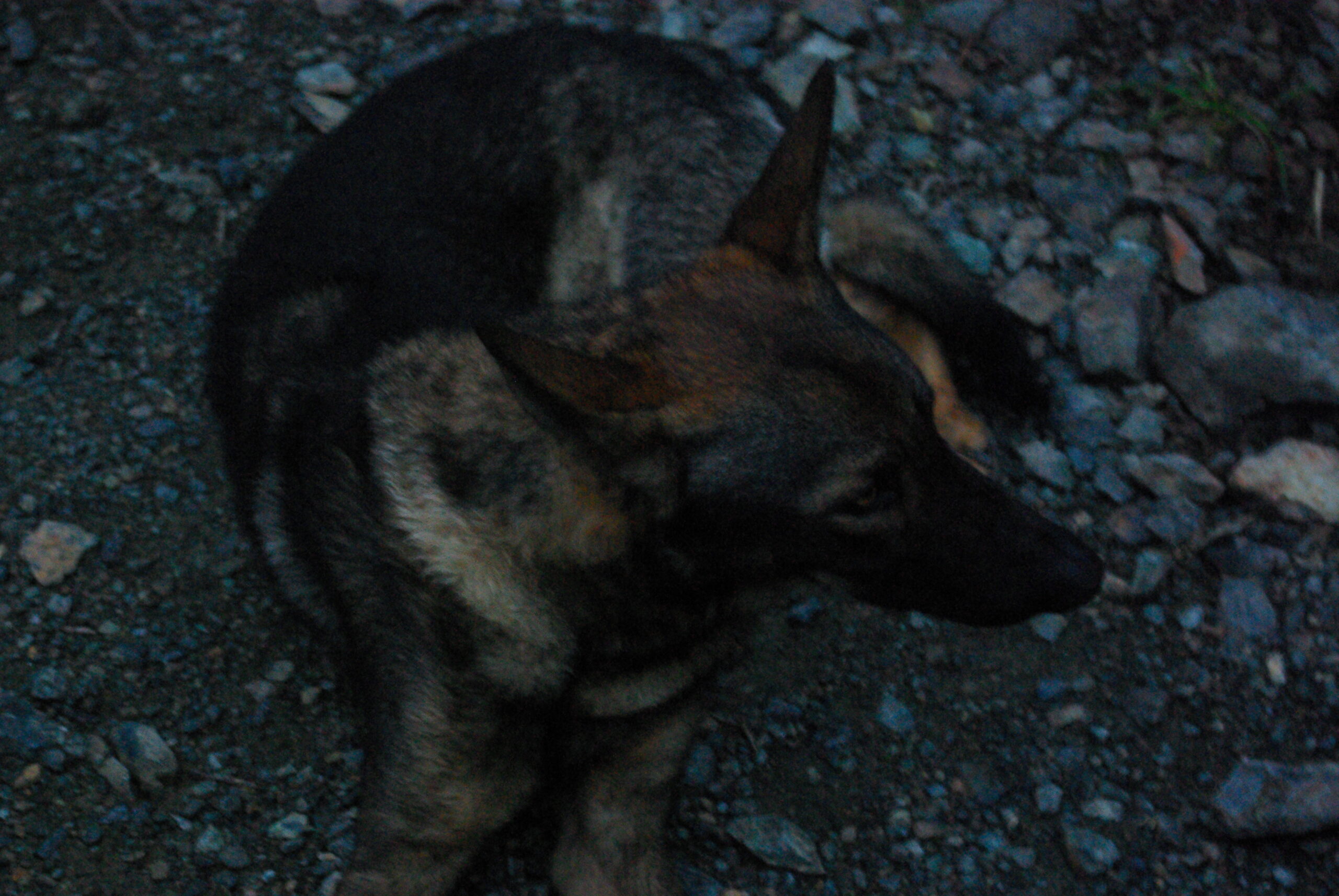 Croce Rossa Italiana - Comitato di Arenzano