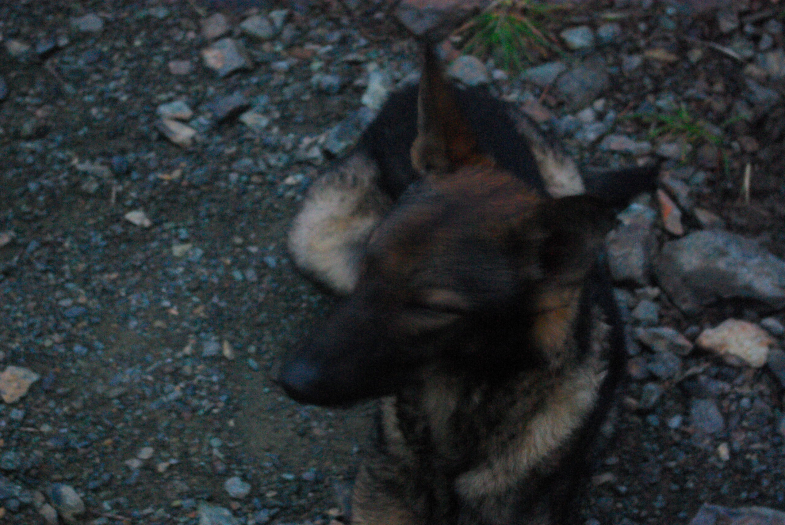 Croce Rossa Italiana - Comitato di Arenzano