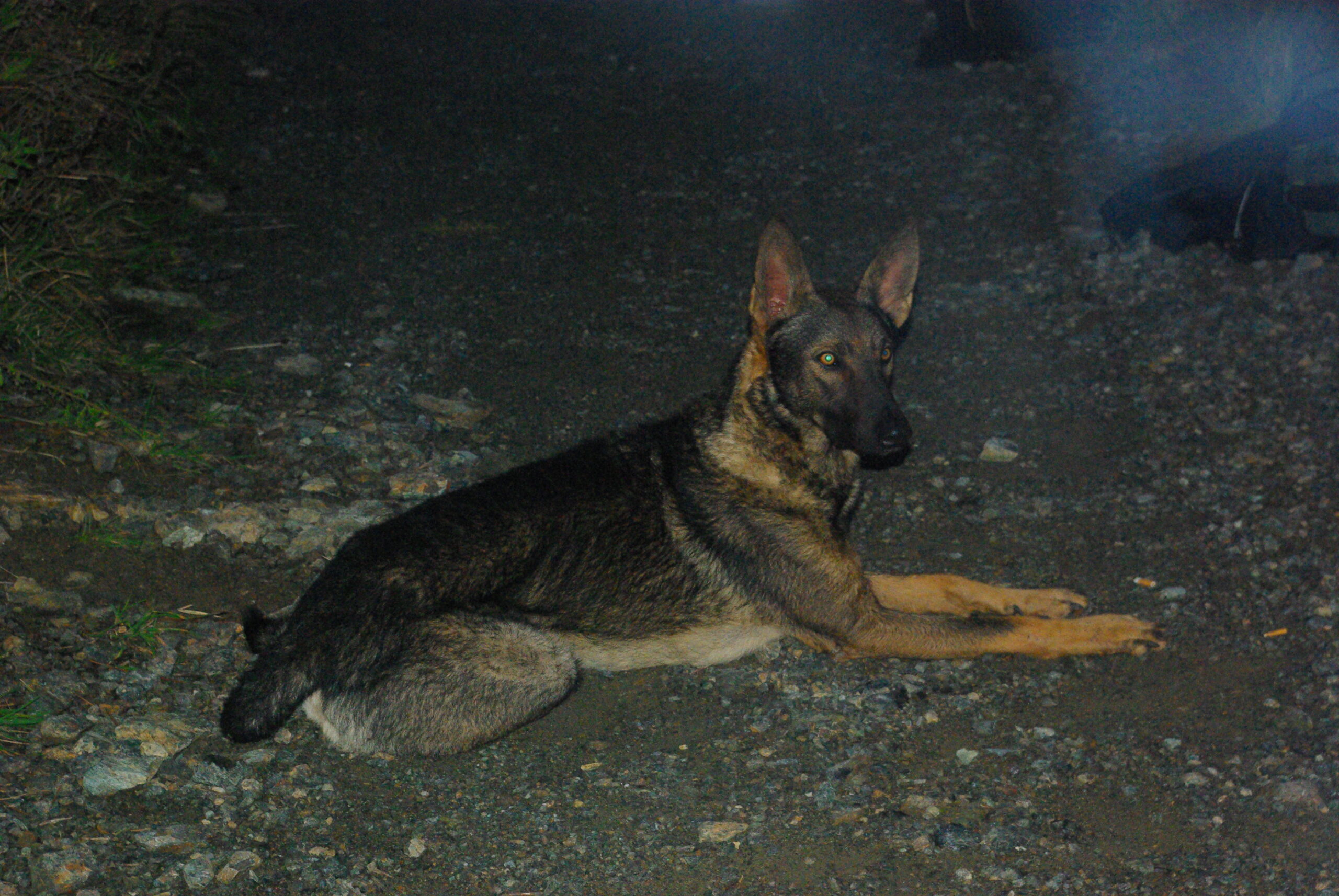 Croce Rossa Italiana - Comitato di Arenzano