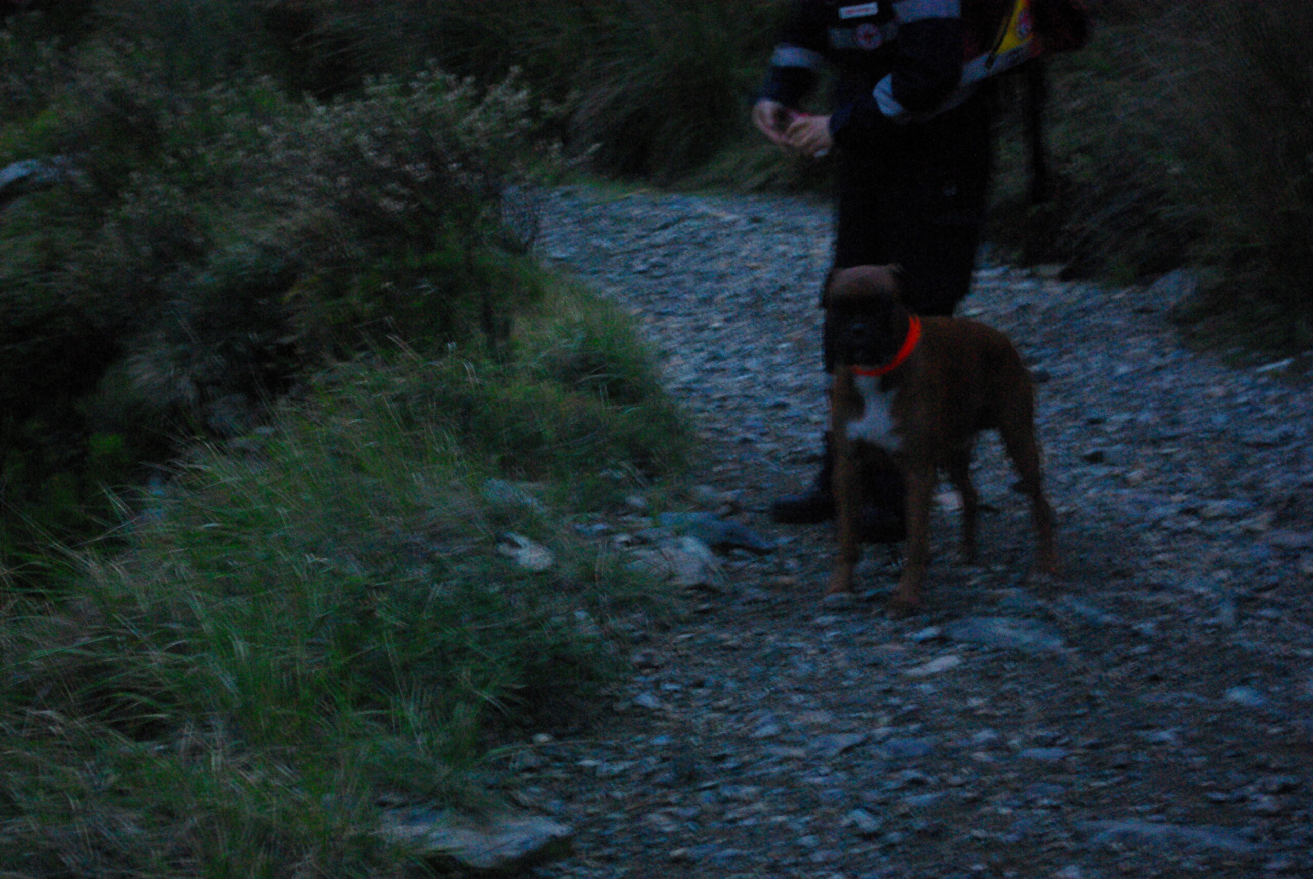 Croce Rossa Italiana - Comitato di Arenzano