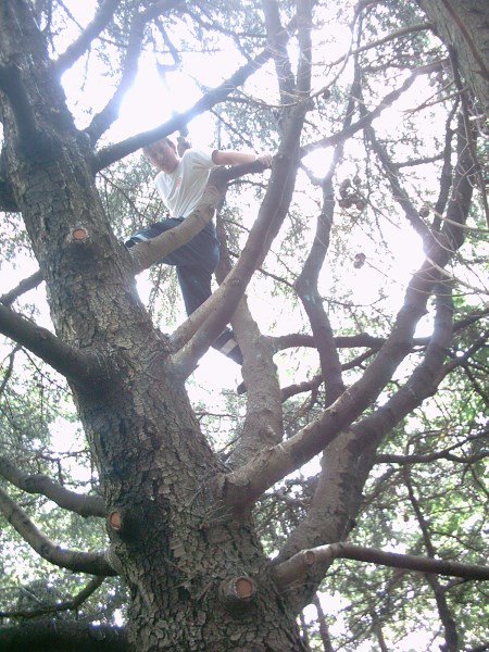Croce Rossa Italiana - Comitato di Arenzano