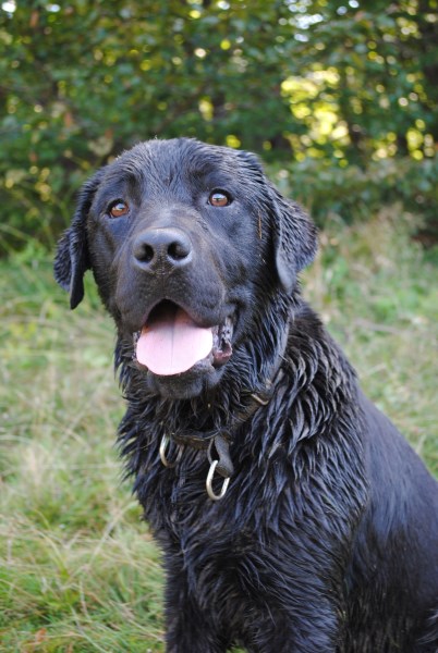 Croce Rossa Italiana - Comitato di Arenzano