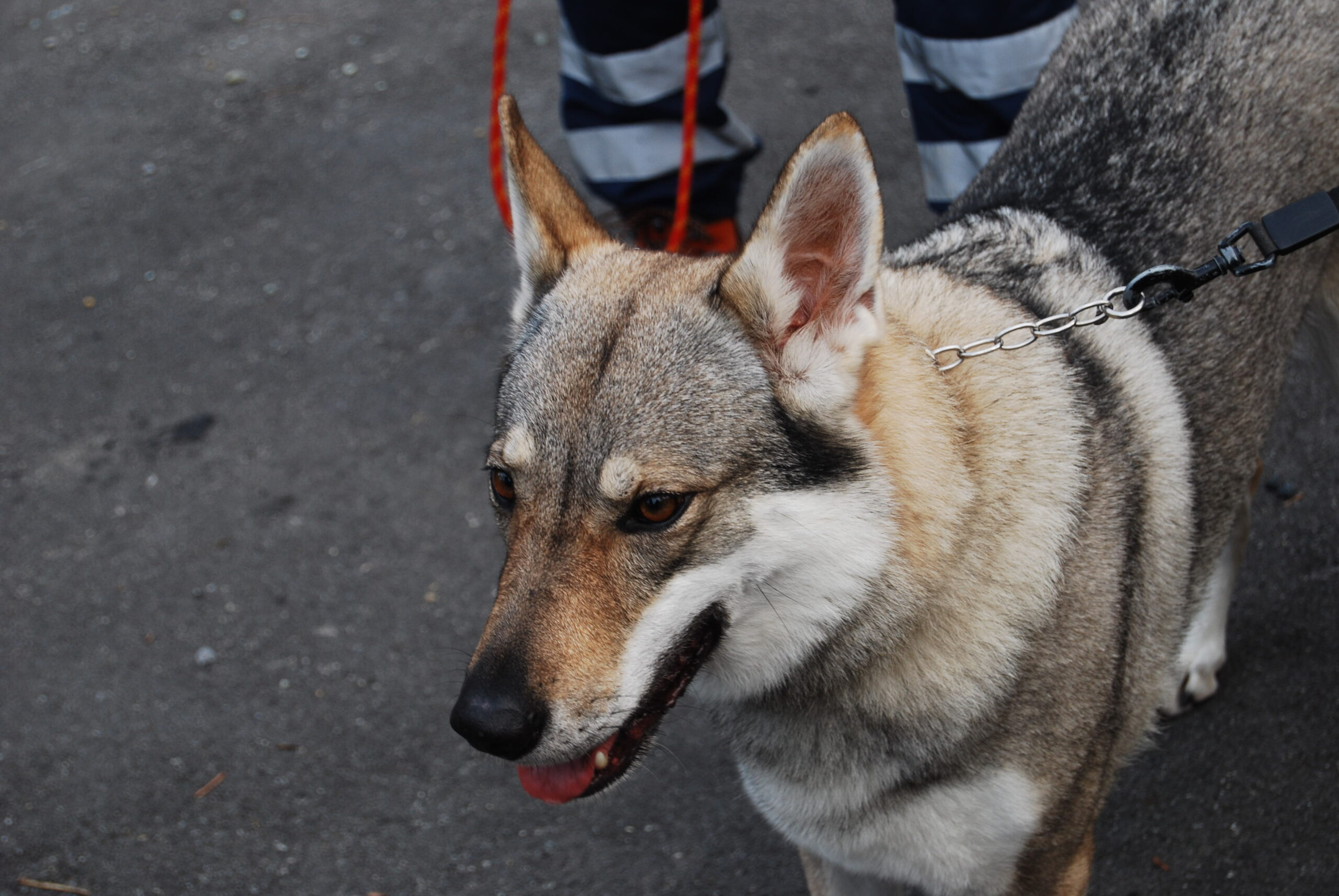 Croce Rossa Italiana - Comitato di Arenzano