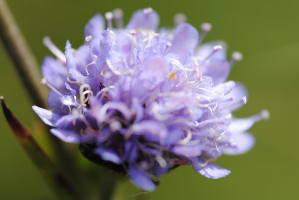 Croce Rossa Italiana - Comitato di Arenzano