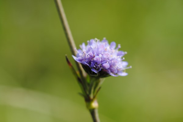 Croce Rossa Italiana - Comitato di Arenzano