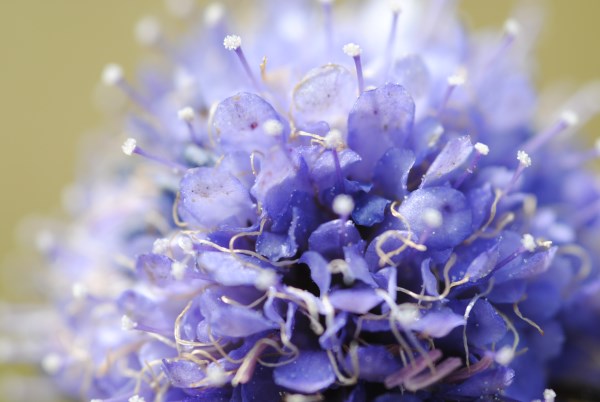 Croce Rossa Italiana - Comitato di Arenzano