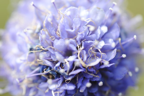 Croce Rossa Italiana - Comitato di Arenzano