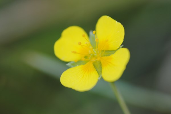 Croce Rossa Italiana - Comitato di Arenzano
