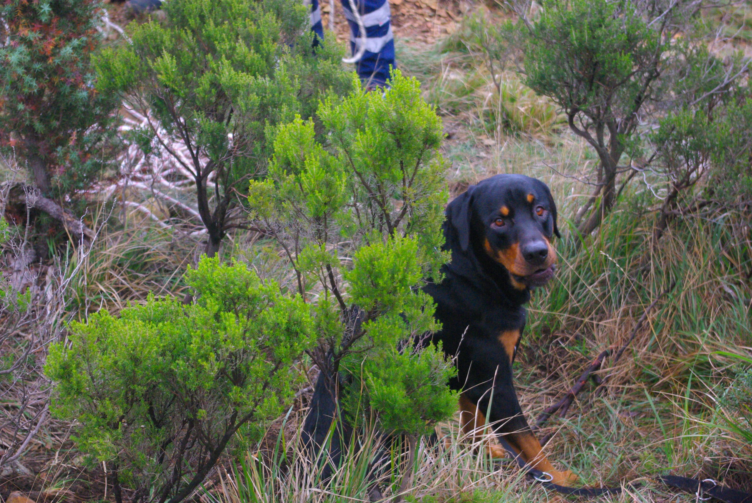 Croce Rossa Italiana - Comitato di Arenzano