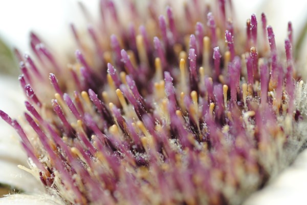 Croce Rossa Italiana - Comitato di Arenzano