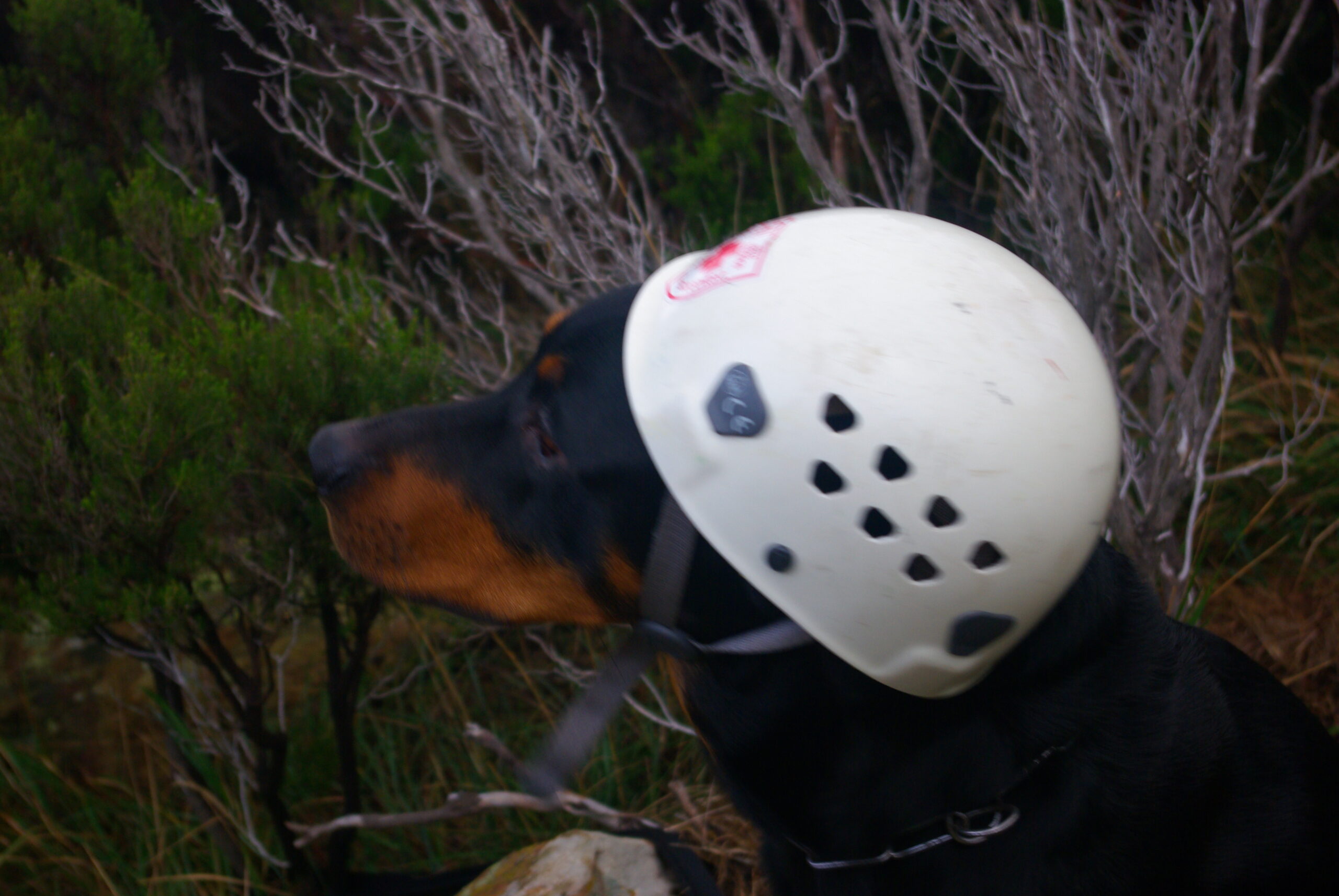 Croce Rossa Italiana - Comitato di Arenzano