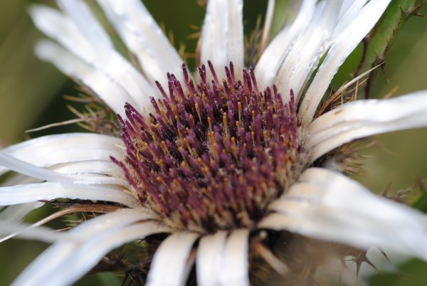 Croce Rossa Italiana - Comitato di Arenzano