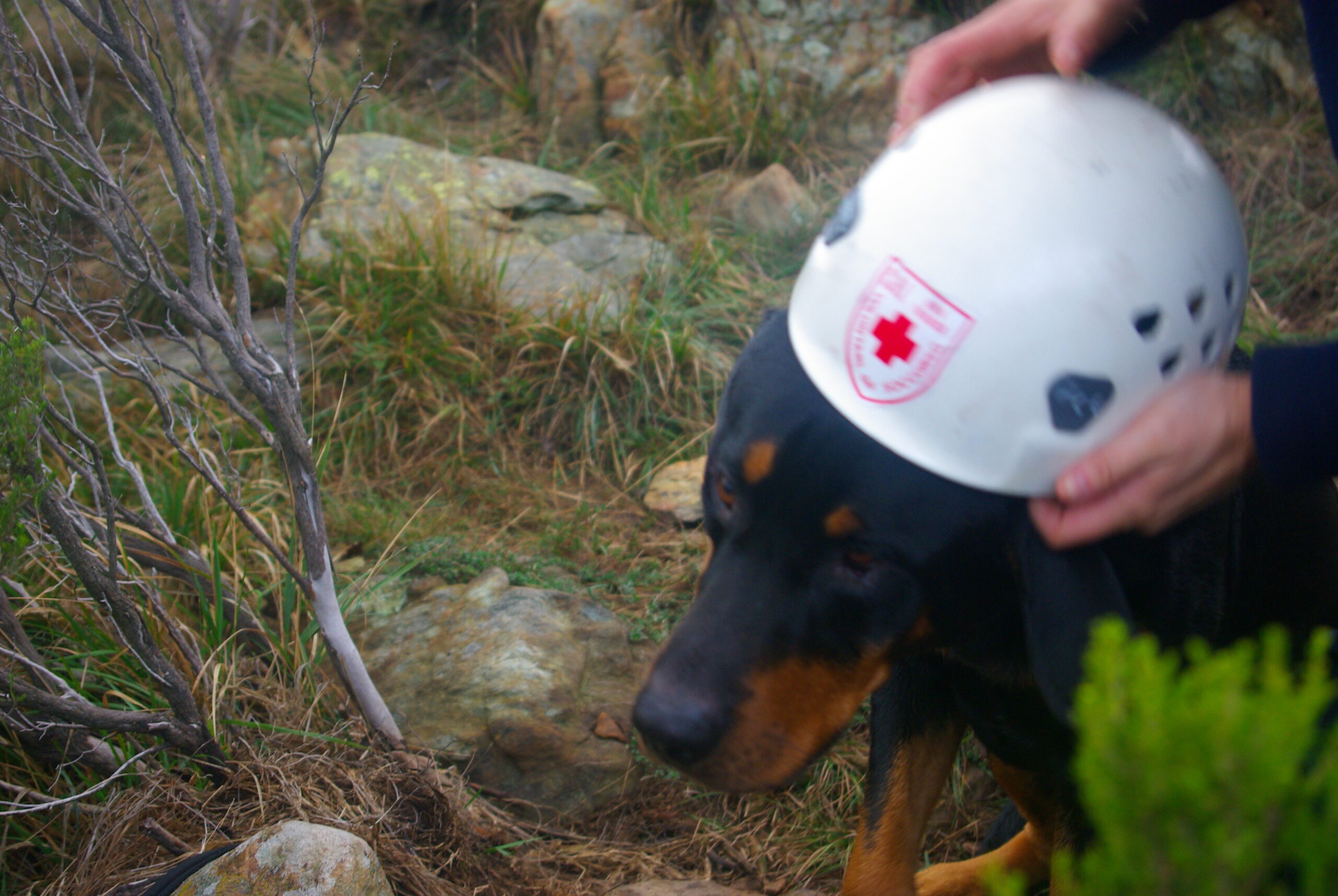 Croce Rossa Italiana - Comitato di Arenzano