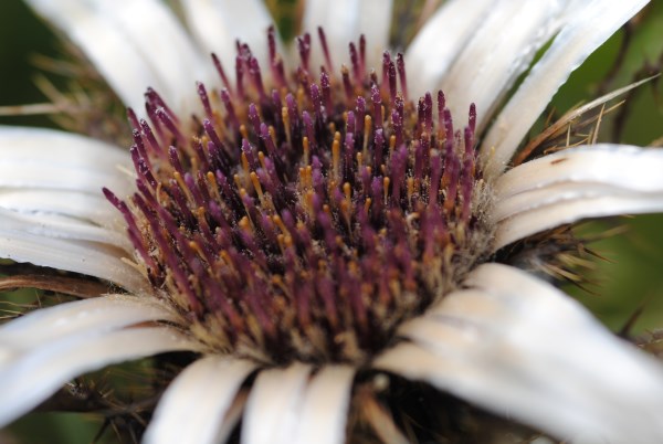 Croce Rossa Italiana - Comitato di Arenzano