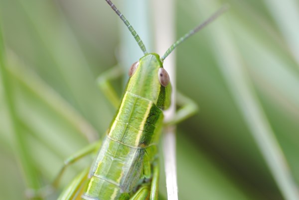 Croce Rossa Italiana - Comitato di Arenzano