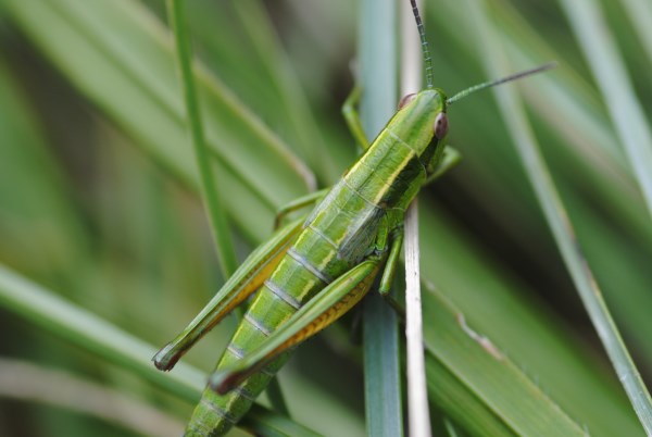 Croce Rossa Italiana - Comitato di Arenzano