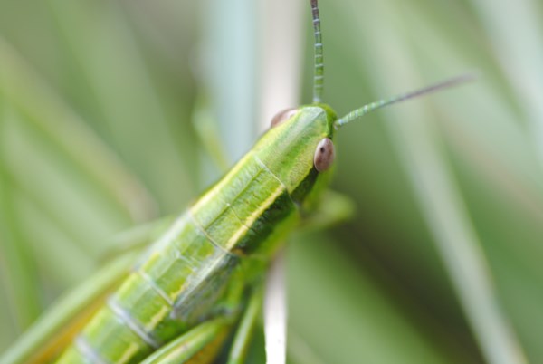 Croce Rossa Italiana - Comitato di Arenzano