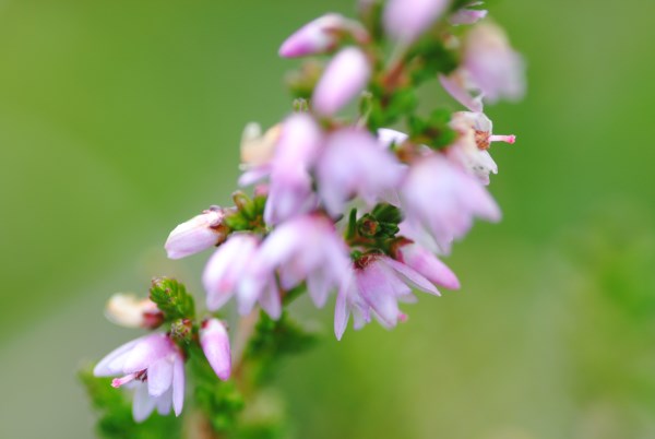 Croce Rossa Italiana - Comitato di Arenzano