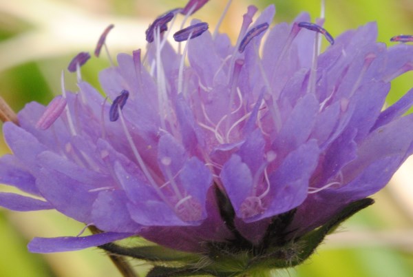 Croce Rossa Italiana - Comitato di Arenzano
