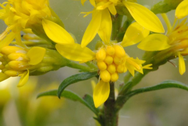 Croce Rossa Italiana - Comitato di Arenzano