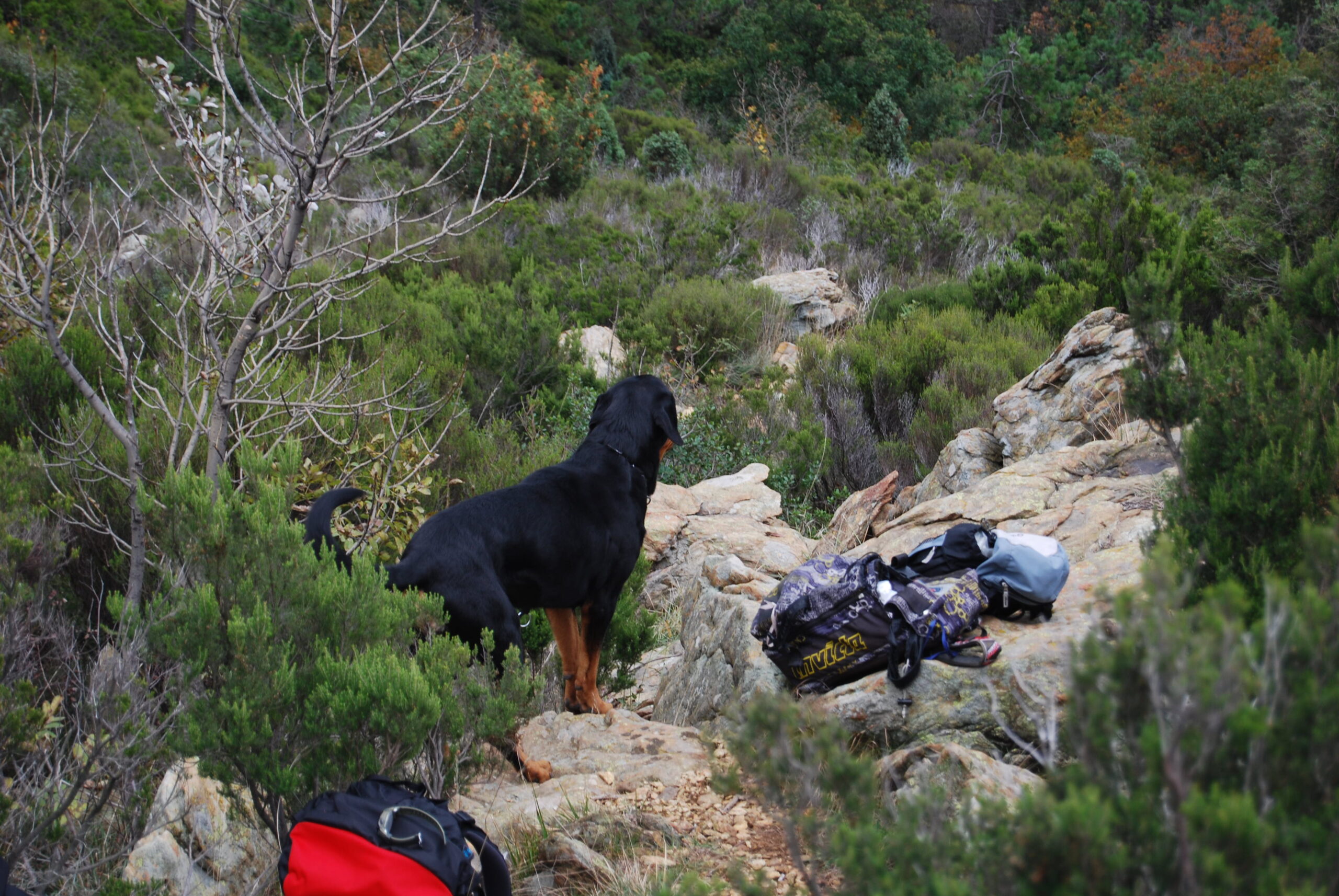Croce Rossa Italiana - Comitato di Arenzano