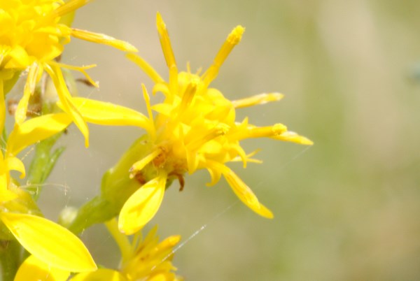 Croce Rossa Italiana - Comitato di Arenzano