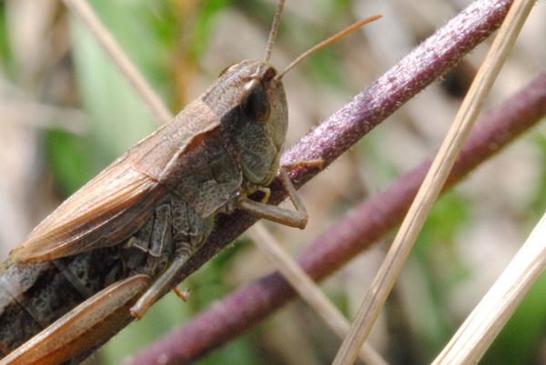 Croce Rossa Italiana - Comitato di Arenzano