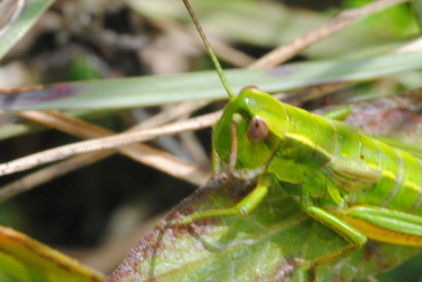Croce Rossa Italiana - Comitato di Arenzano