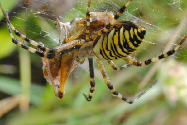 Croce Rossa Italiana - Comitato di Arenzano