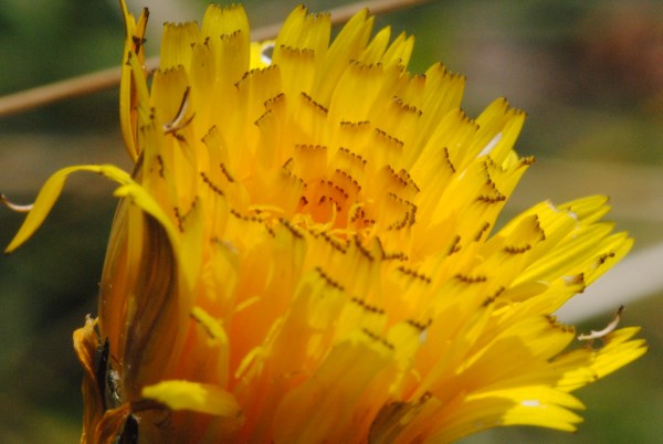 Croce Rossa Italiana - Comitato di Arenzano