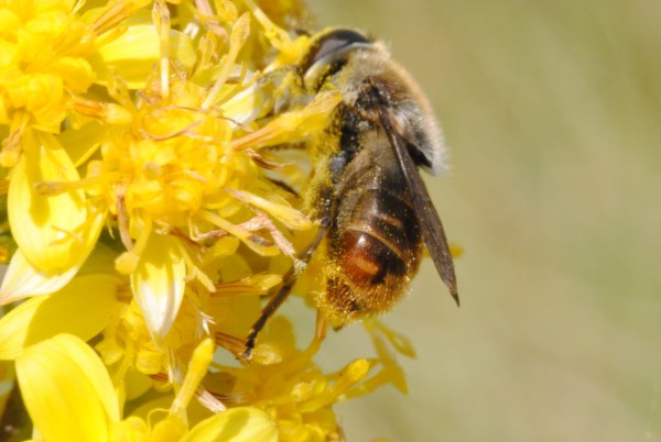 Croce Rossa Italiana - Comitato di Arenzano