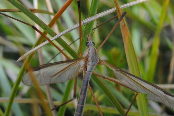 Croce Rossa Italiana - Comitato di Arenzano